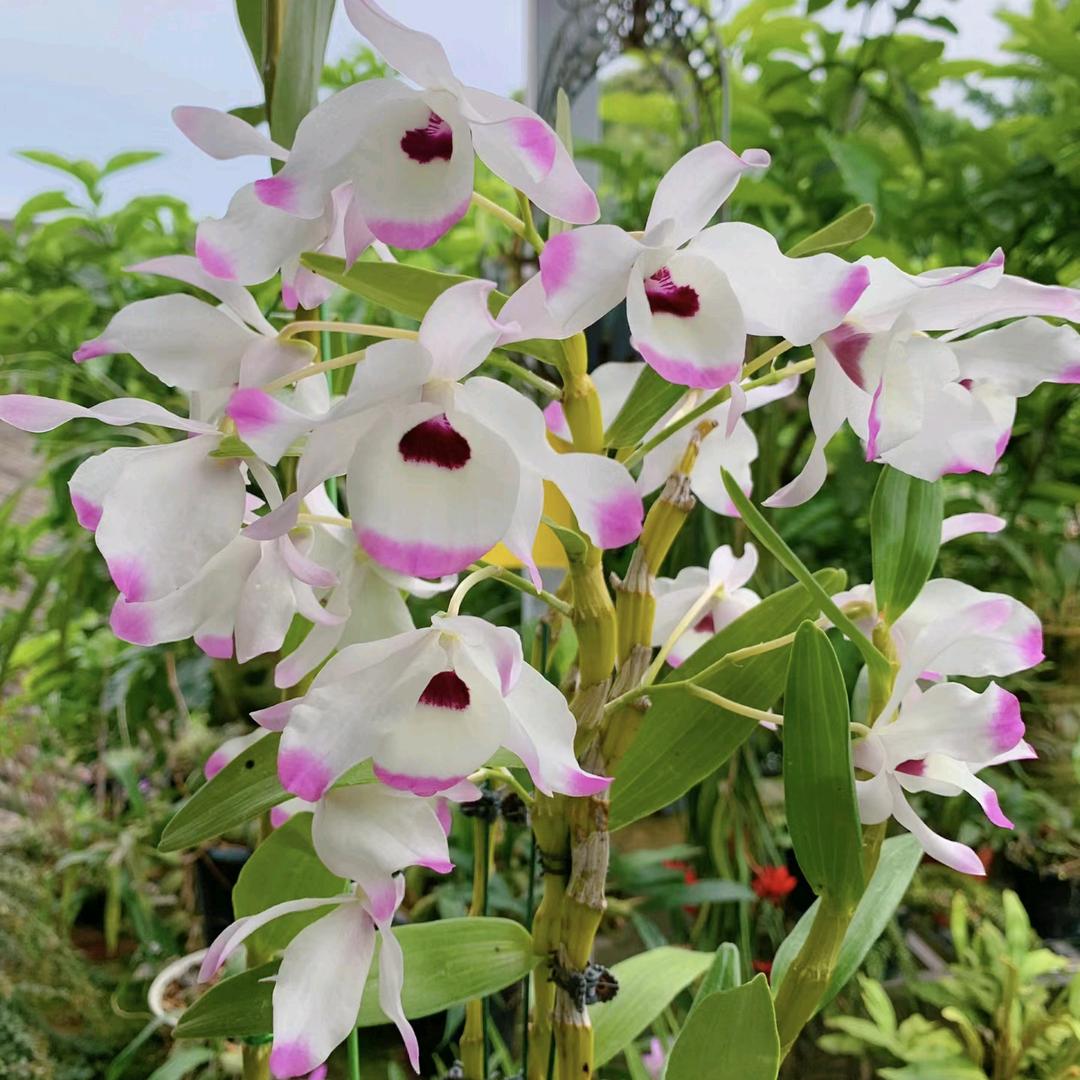 龙江花卉工作室