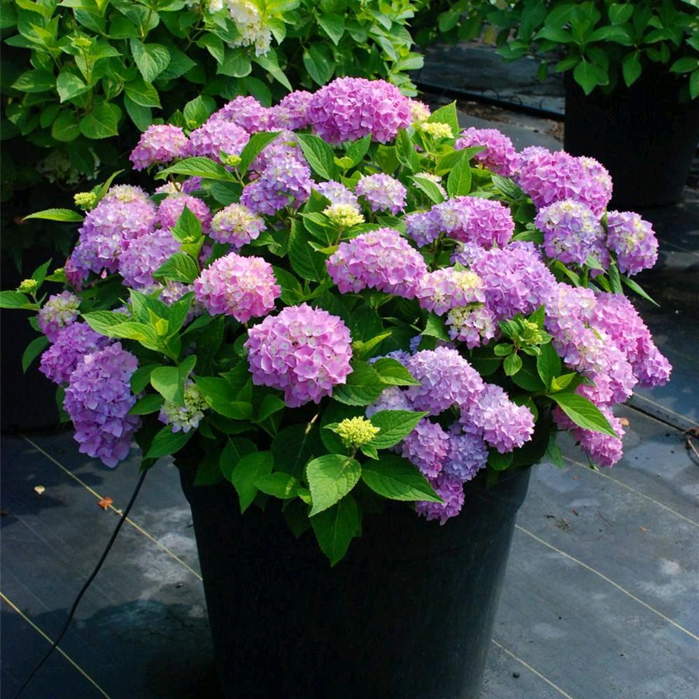 姐姐的花花世界