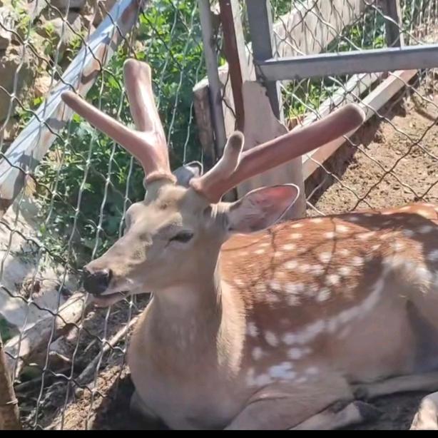梅花鹿🦌养殖场