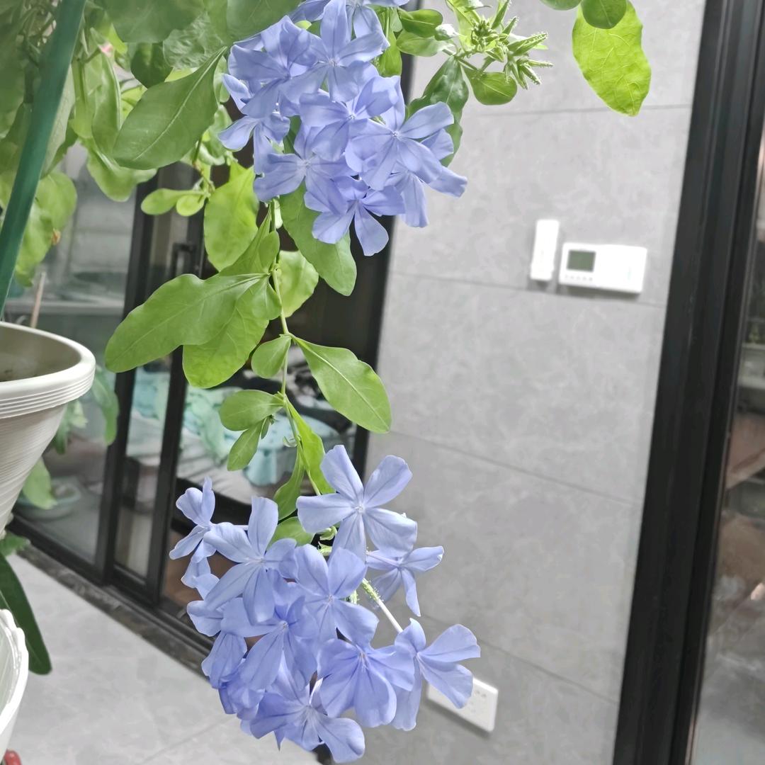 生活需要花🌸🌺点缀