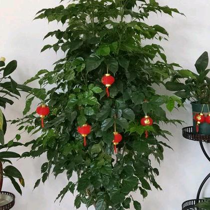 用户9037968091606龙哥