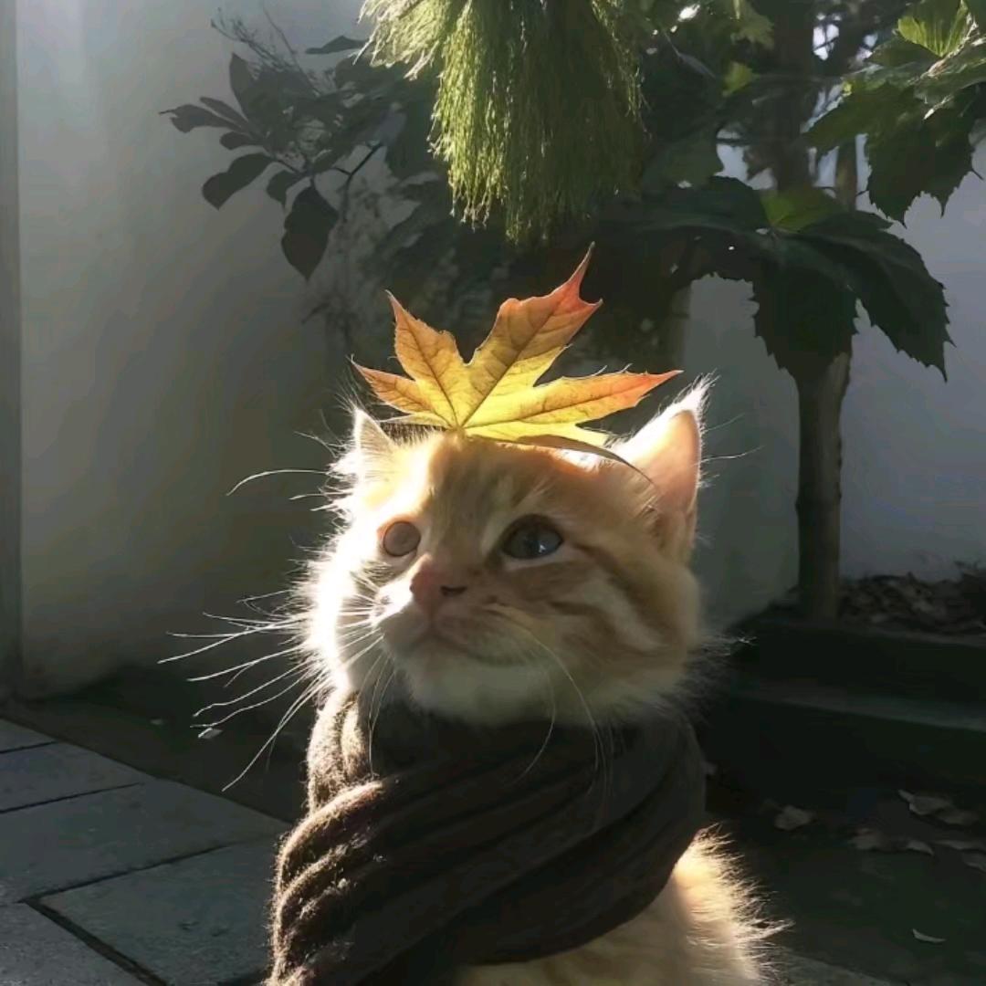 李开心o