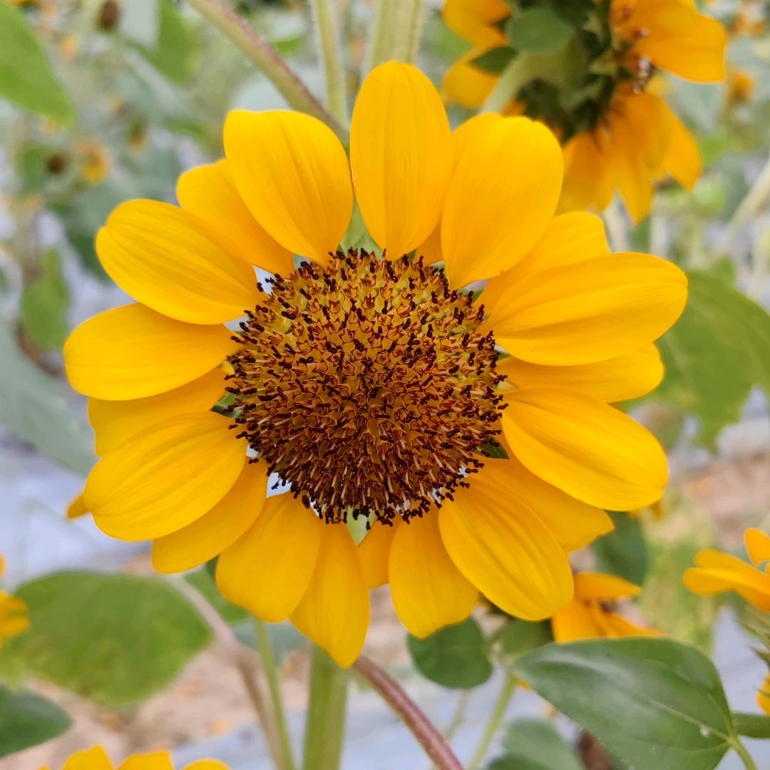 风一样的吕子……