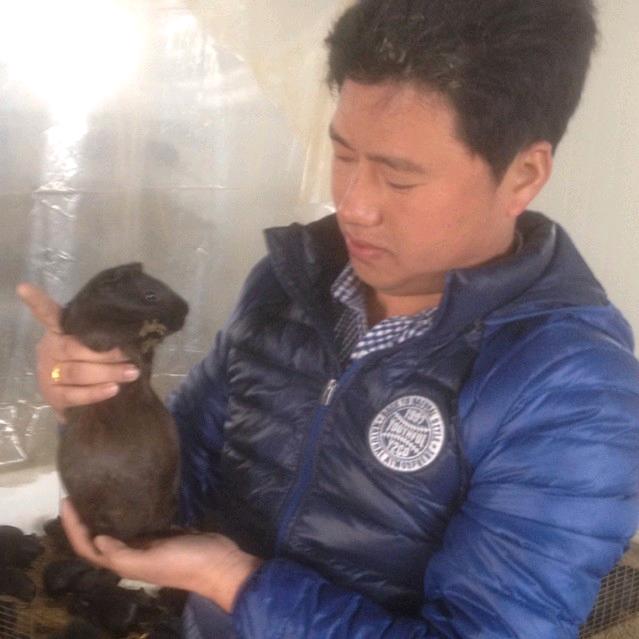 江西✔况哥豚鼠竹鼠养殖