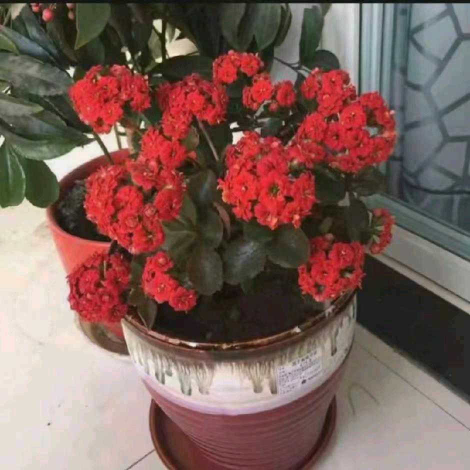 蜜蜂，