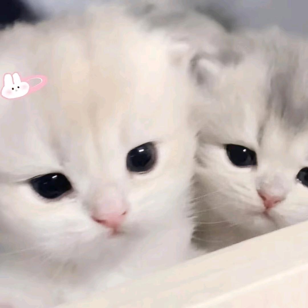 왼쪽 귀