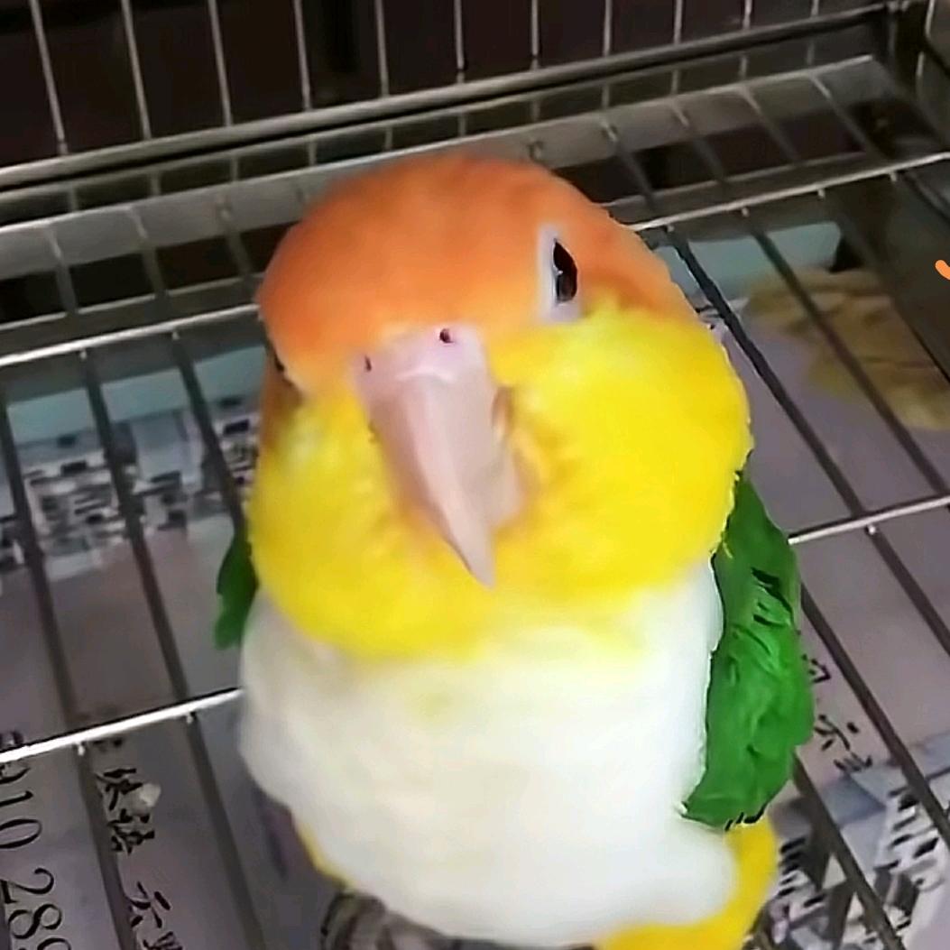 小太阳*
