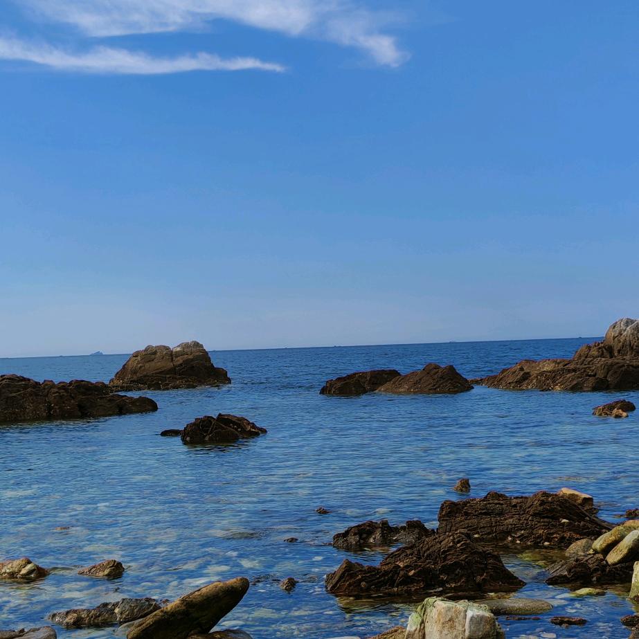 开了花的休斯顿