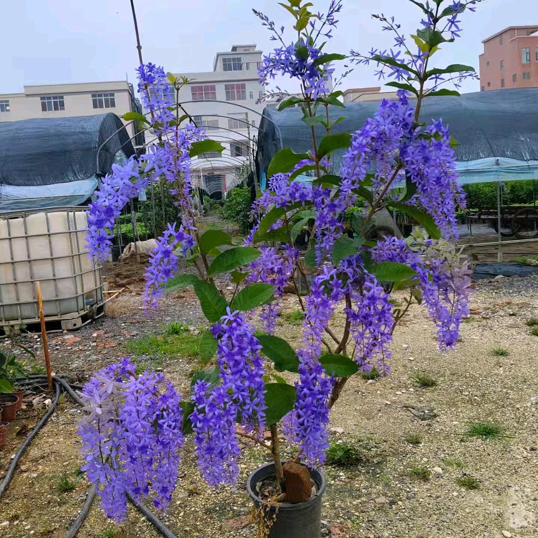等待杏花微雨时