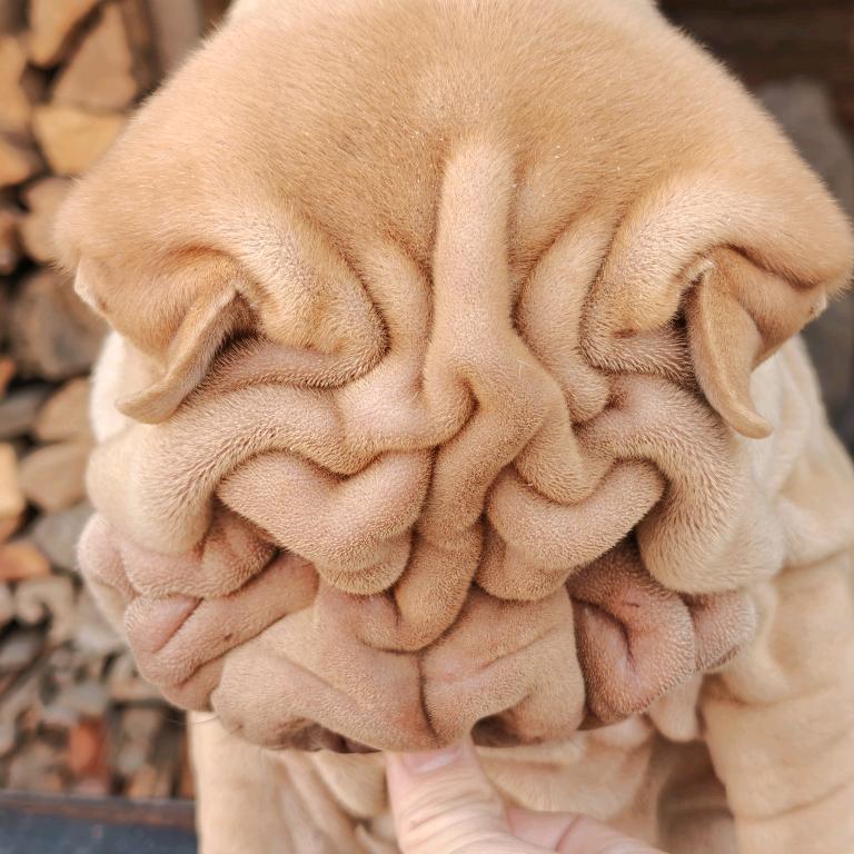沙皮犬