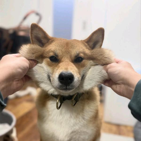 三狗