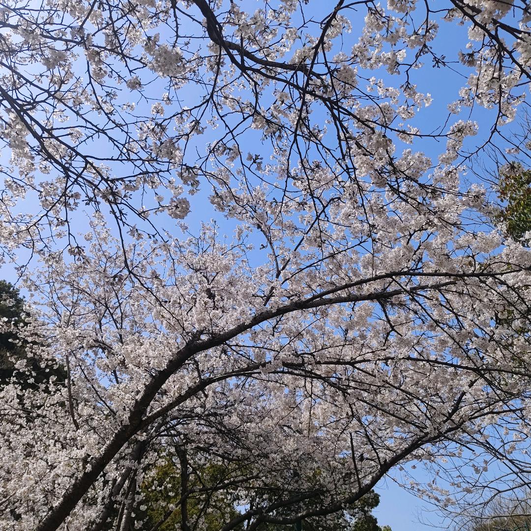 遇见音乐ᝰ上上签