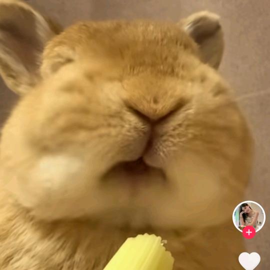 延期的溺爱