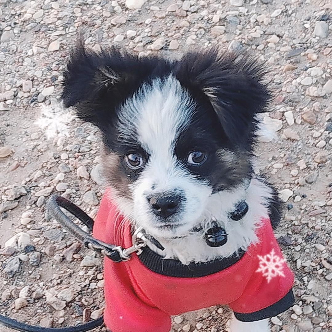 边牧大圣～小马哥