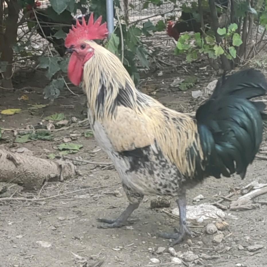 《臻实诚》散养土鸡（风干鸡）