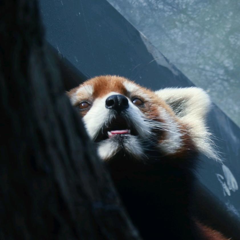 皓安