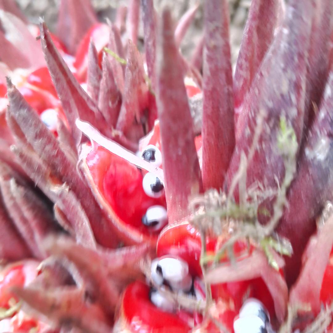 群.