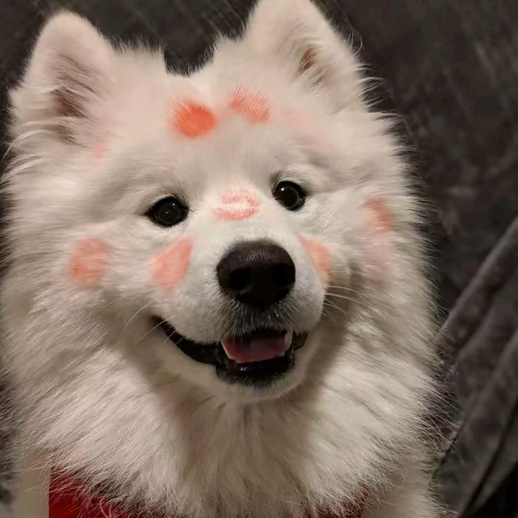 少爷