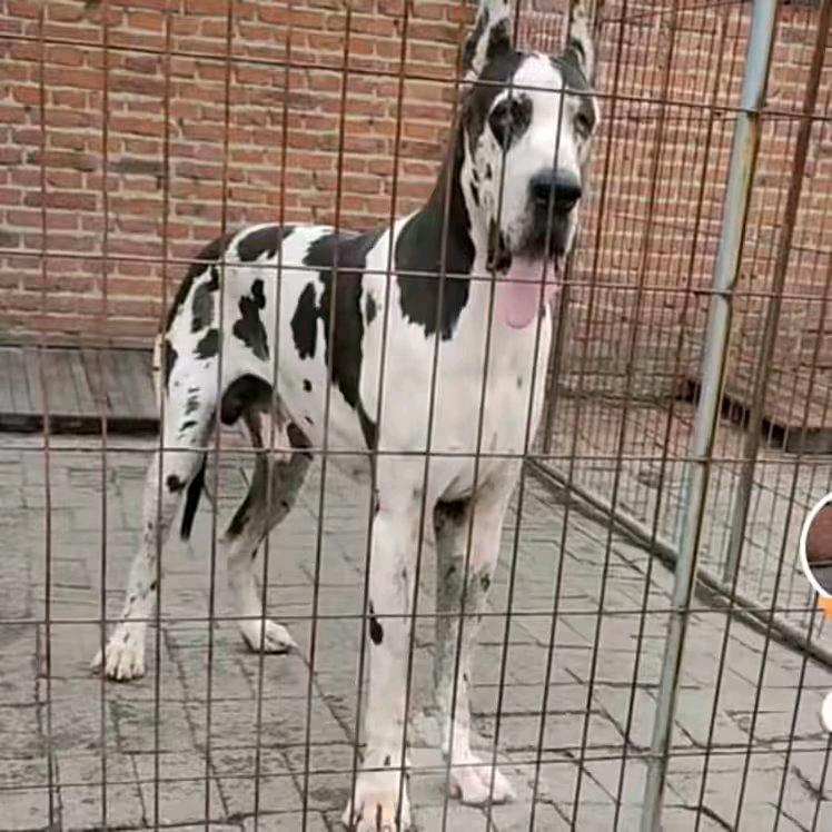 良仔（花丹大型犬养殖基地）