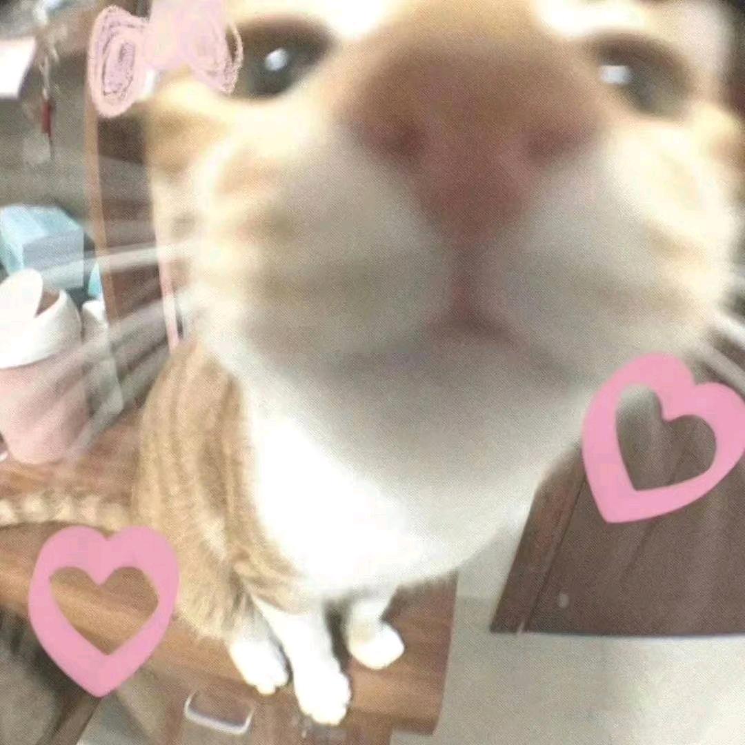 蕊吱