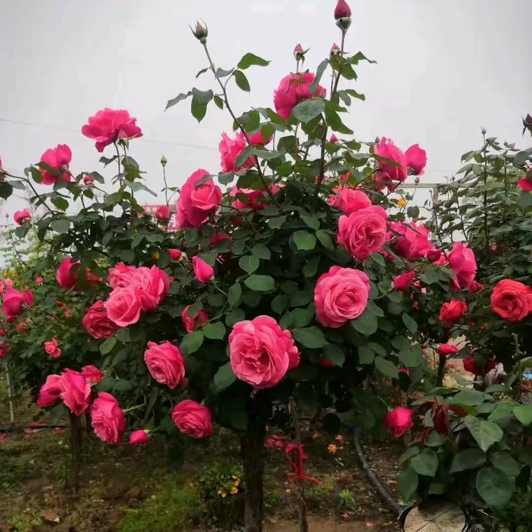 🎋胖🌿嘟🌹嘟🍎