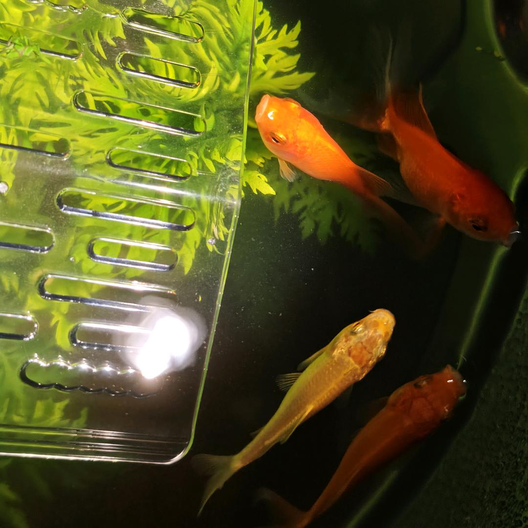 虹语家居