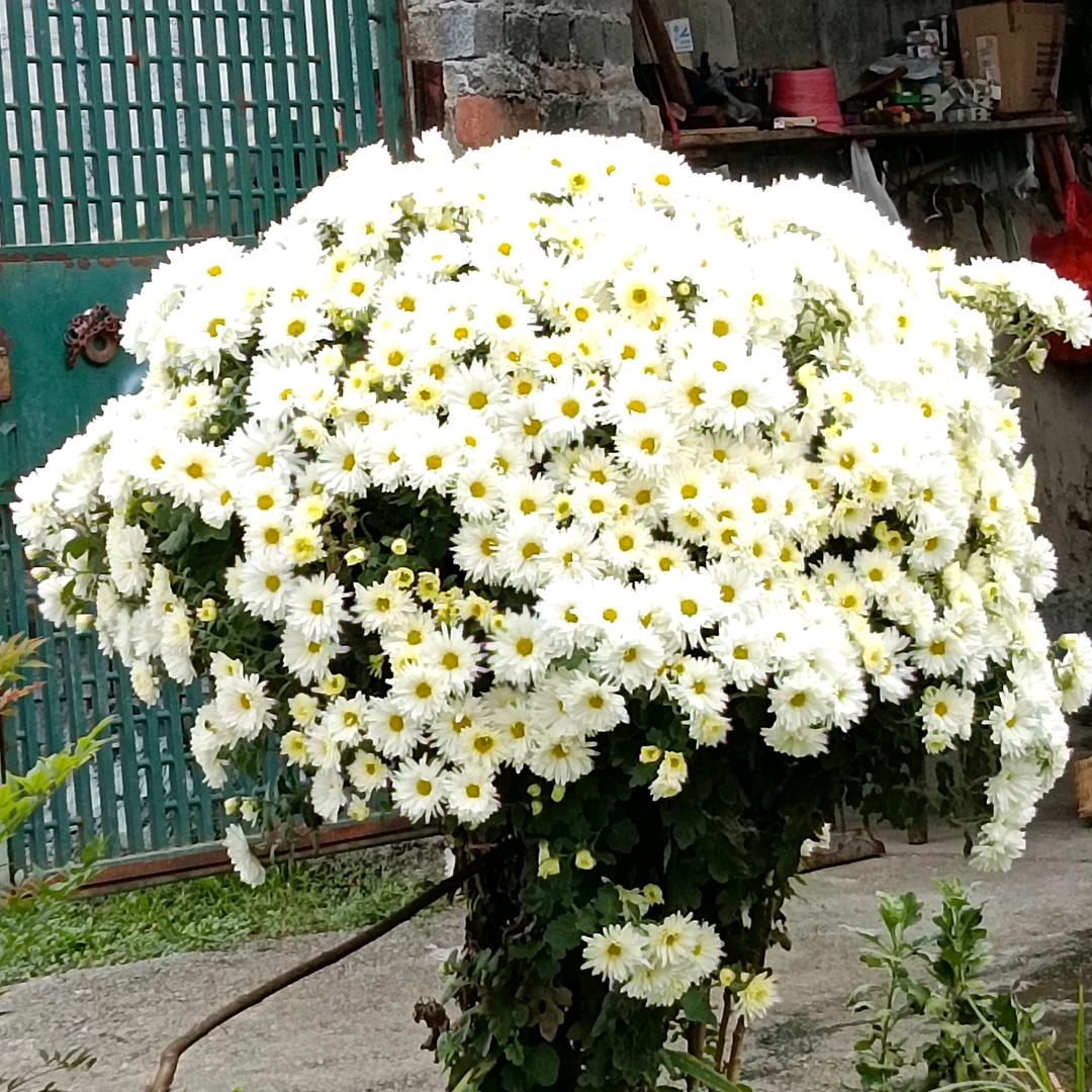 黄花菜凉了