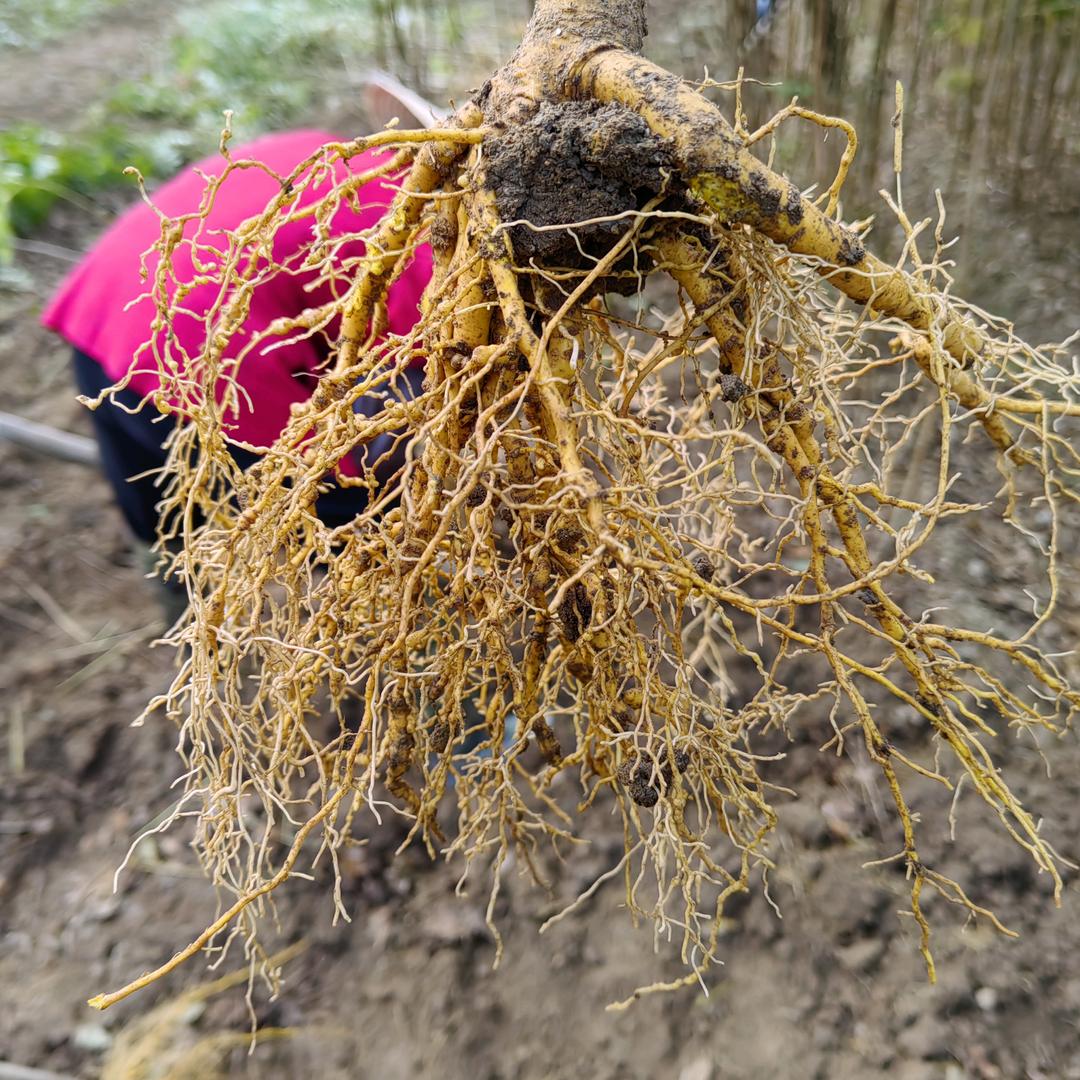川黄柏移栽苗基地