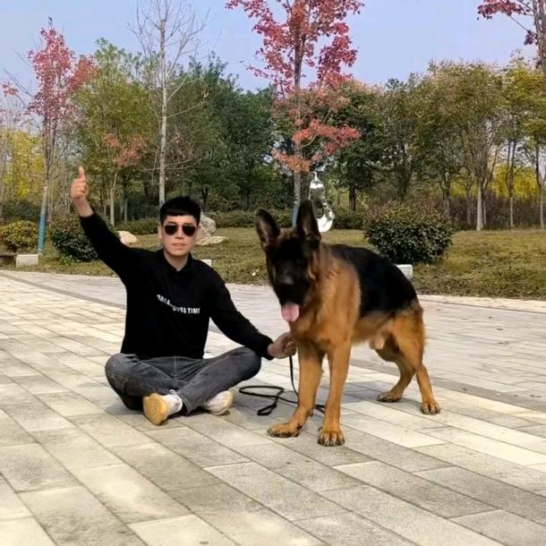 小伟犬业