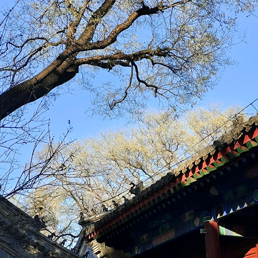 京城胡同妞儿413