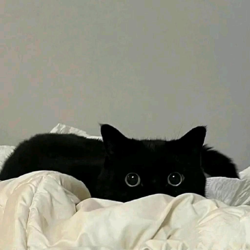 羊咩咩