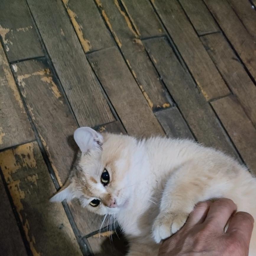 王者