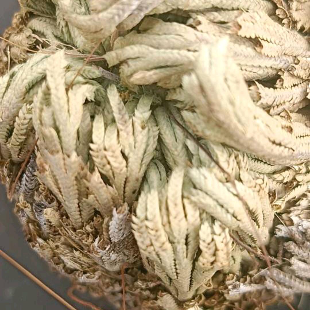 长生不老草