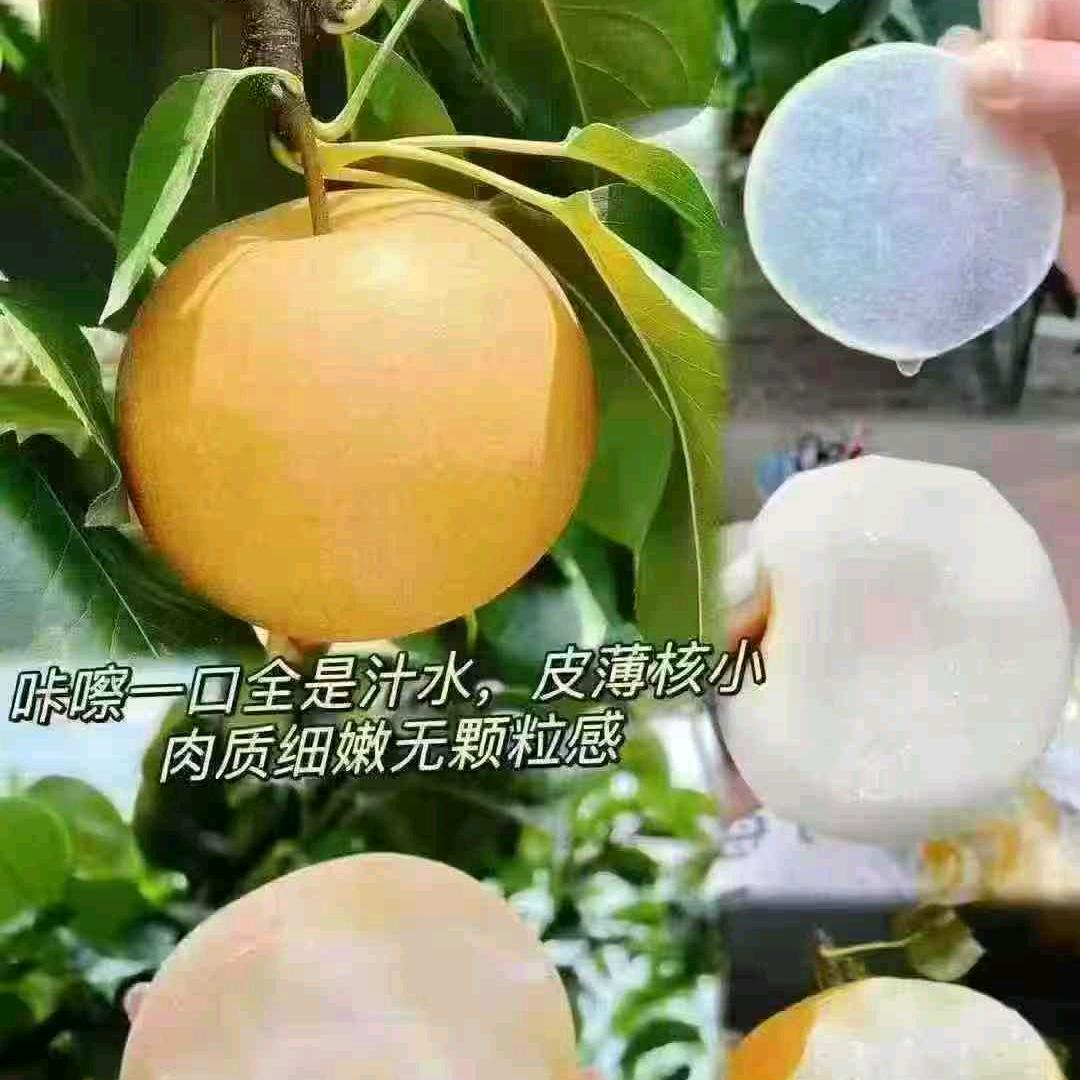 梨不开你