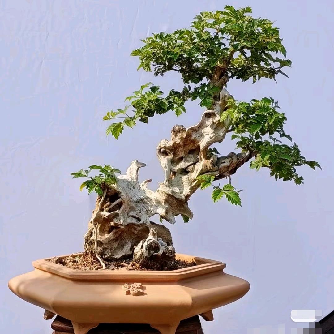 荆彩绿植