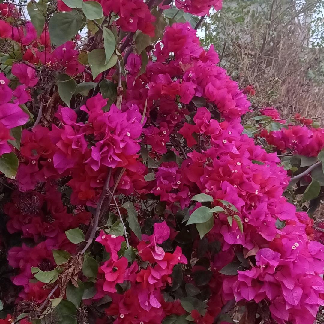 黎花🌸带雨