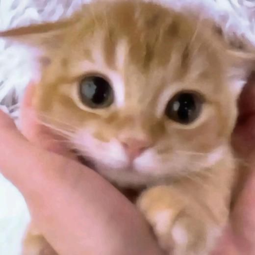 +…呆萌de小馒豚&”