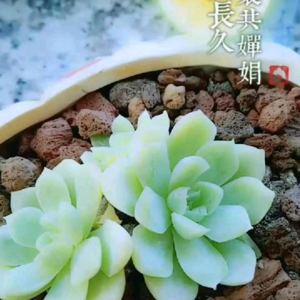花开富贵_24934