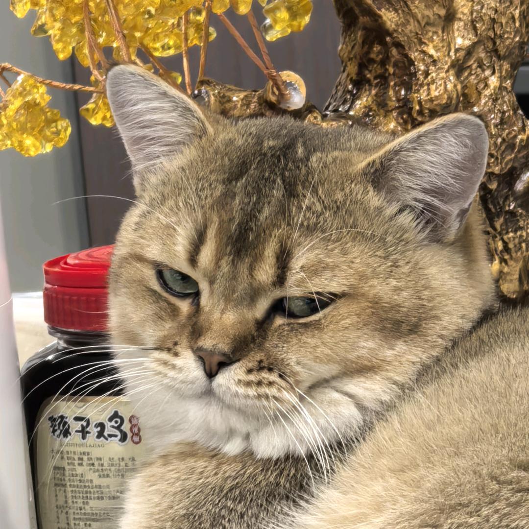 TOMO