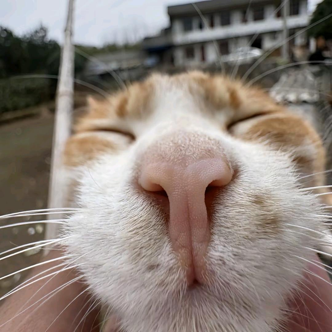 玐玐叭叭