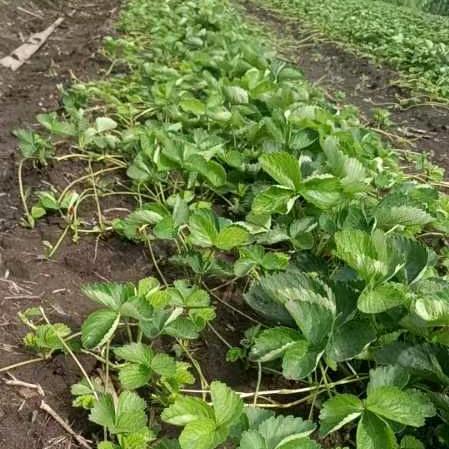 东北禾润农业，林国