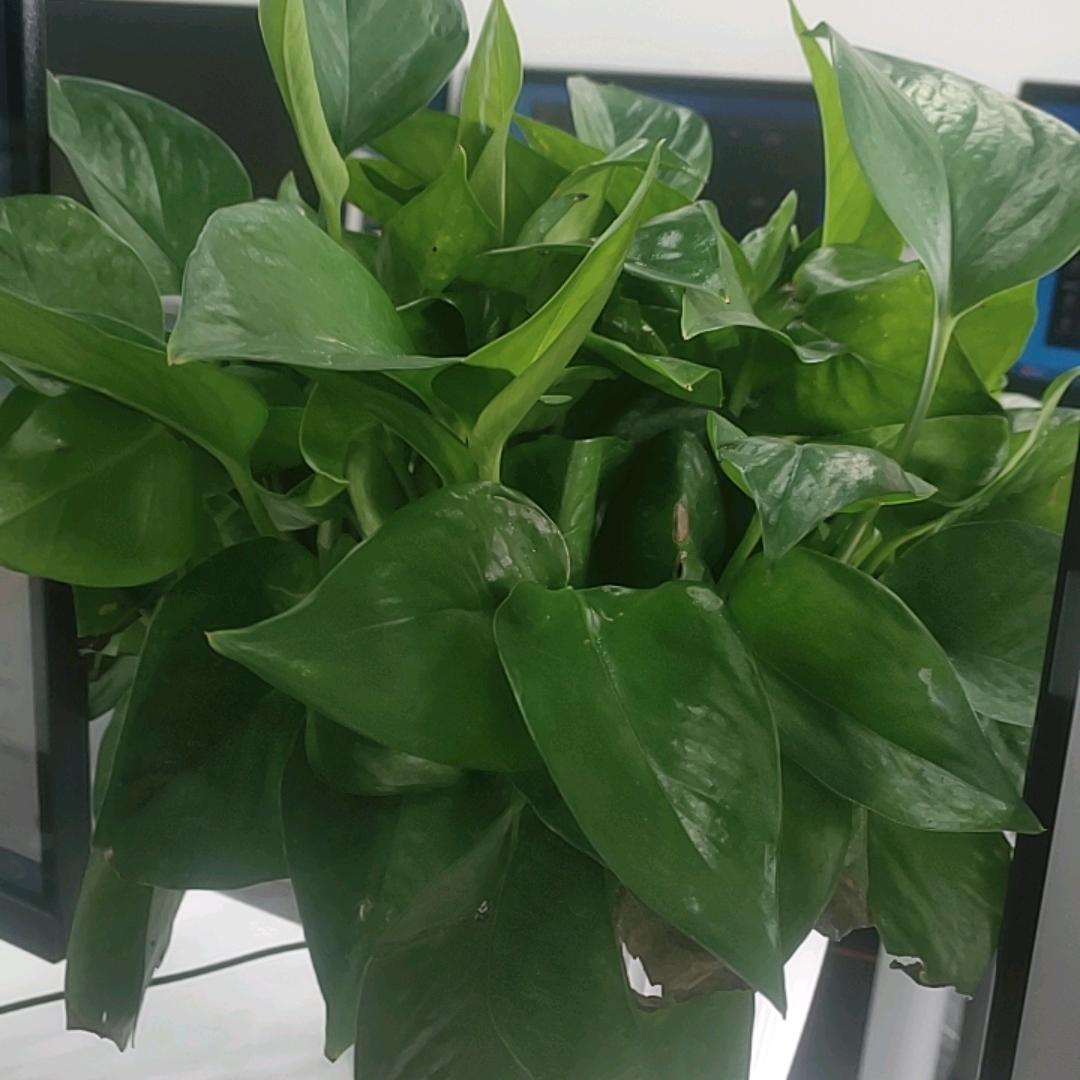 52个美女找我聊天