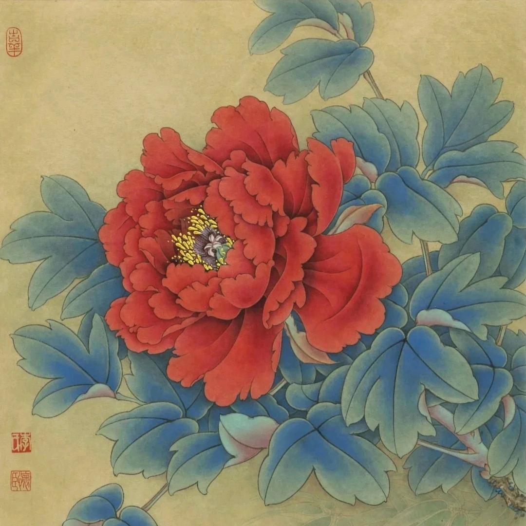 富贵花开
