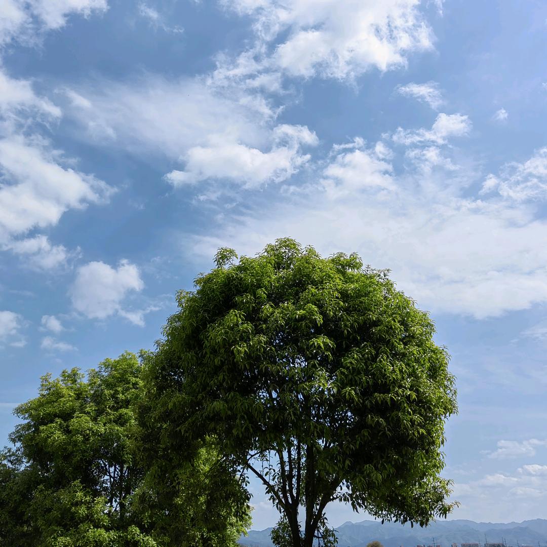 dy黄磊
