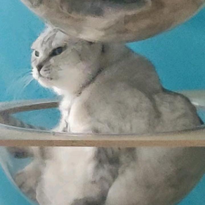 猫崽