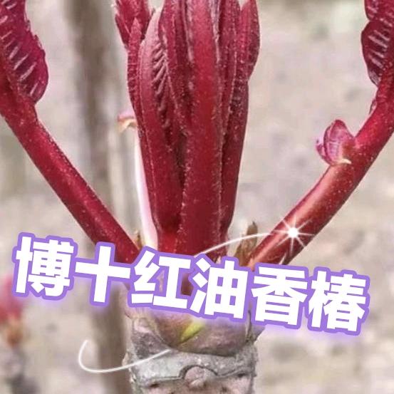博林苗木中心
