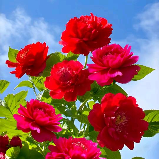 花开富贵