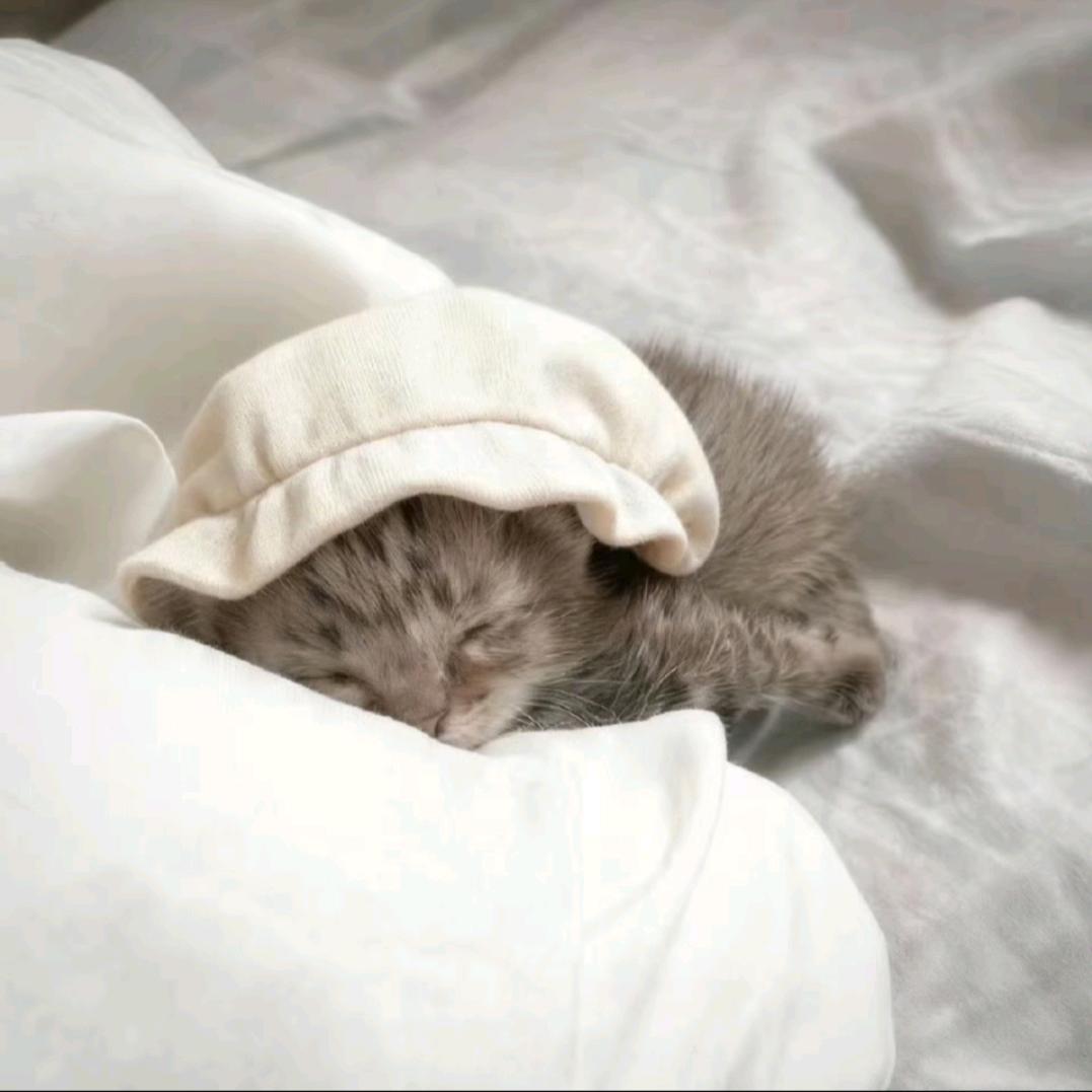 泡泡oᐝ