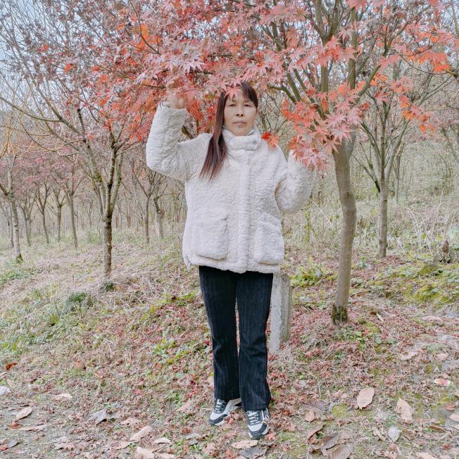 冰山雪莲
