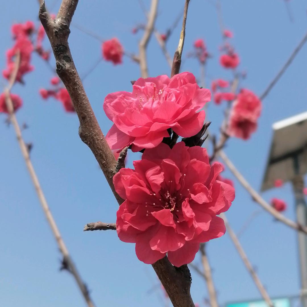 喜气洋杨